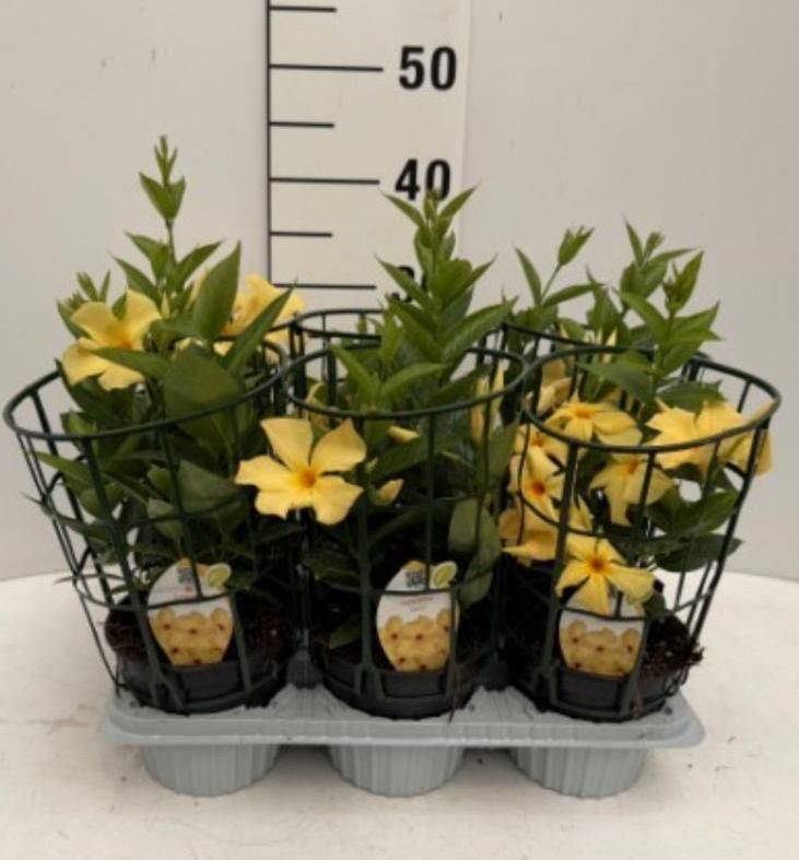 Dipladenia, Mandevilla sanderi " Citrine " Dipladenia Gialla  - vaso Ø14 cm