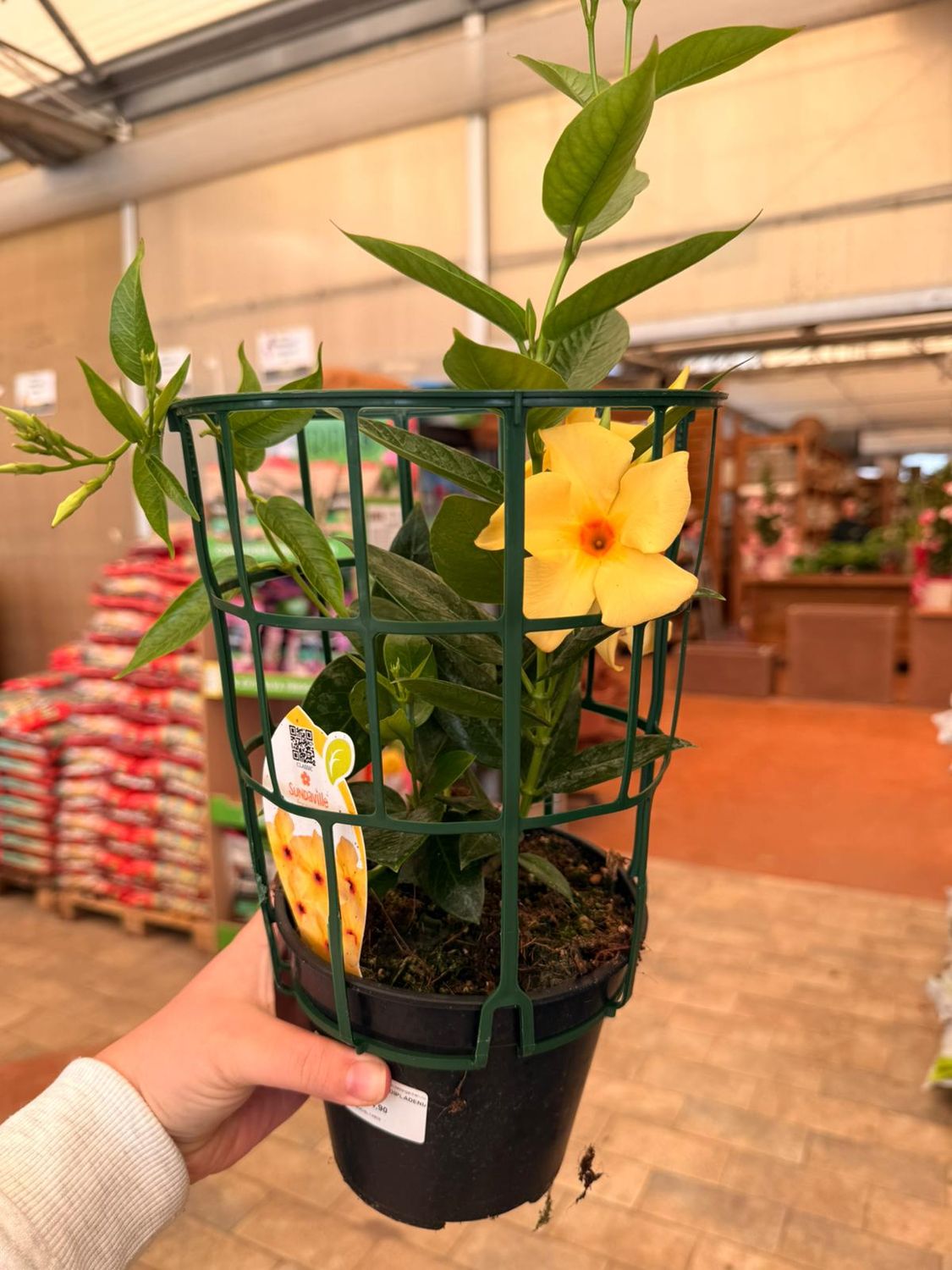 Dipladenia GIALLA, Mandevilla sanderi 'Citrine' - vaso Ø14 cm Dipladenia GIALLA, Mandevilla sanderi 'Citrine' - vaso Ø14 cm