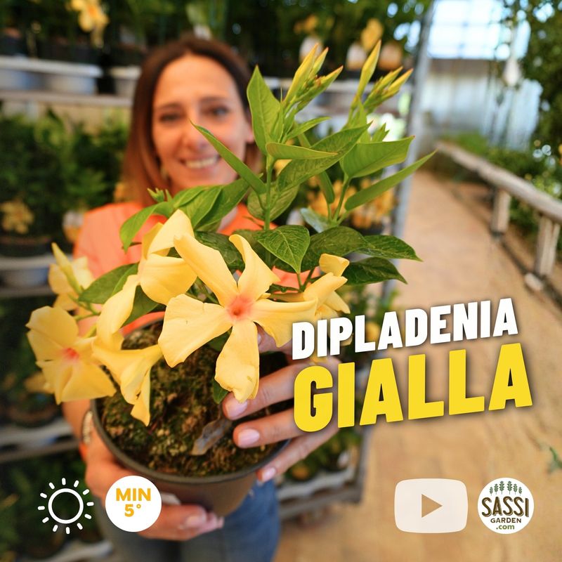Dipladenia GIALLA, Mandevilla sanderi 'Citrine' - vaso Ø14 cm Dipladenia GIALLA, Mandevilla sanderi 'Citrine' - vaso Ø14 cm