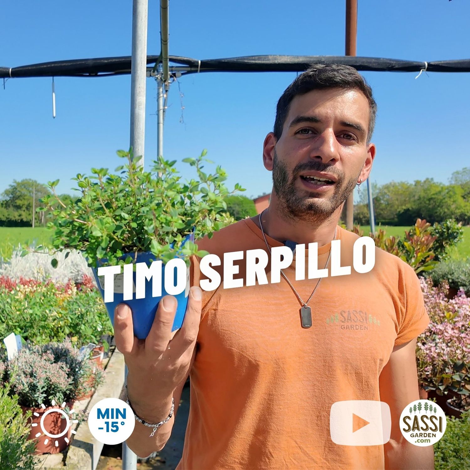 Timo serpillo, serpentillo, Thymus serpyllum - vaso Ø9 cm