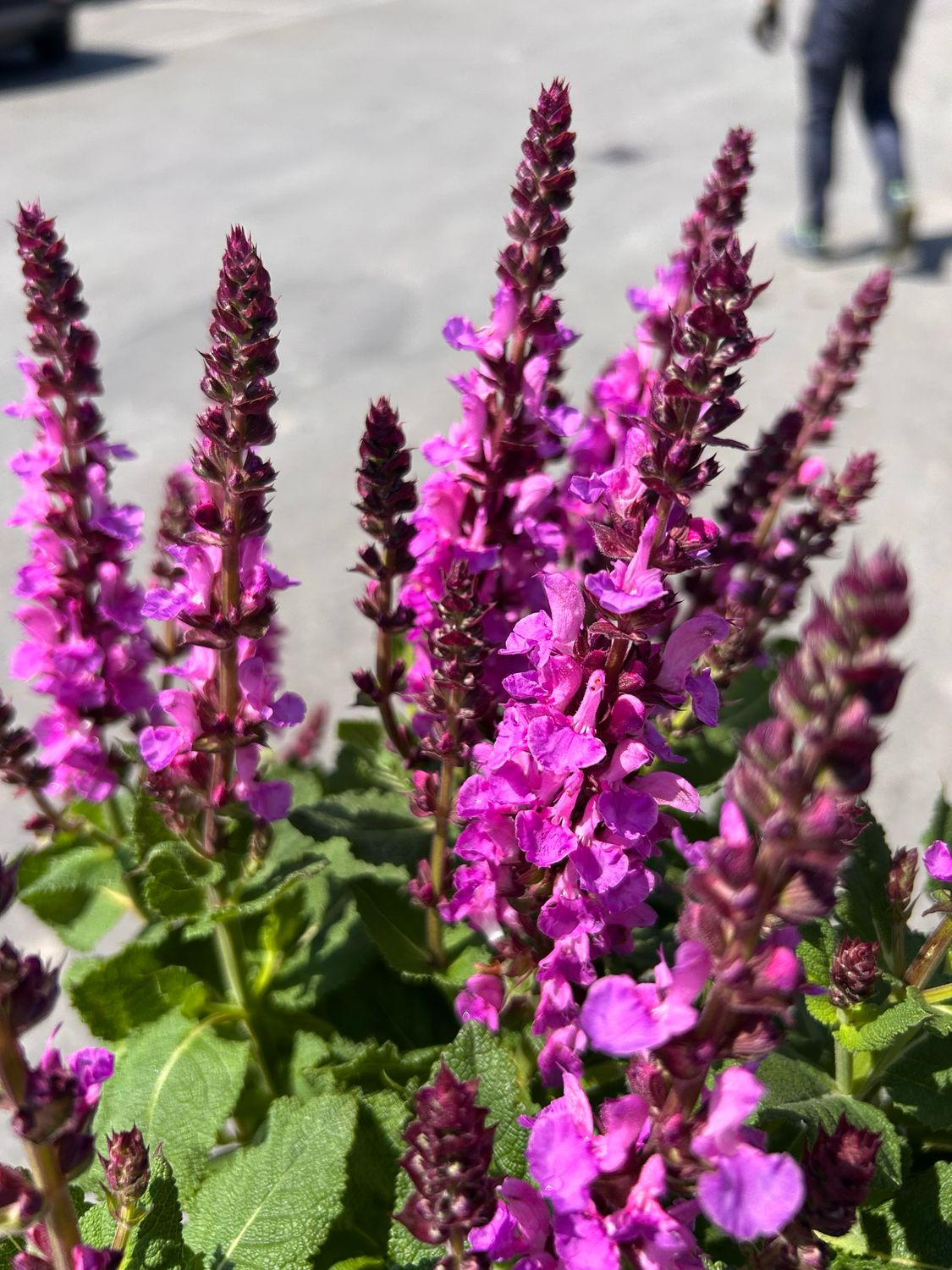 Salvia nemorosa 'Marvel Rose' - vaso Ø12 cm