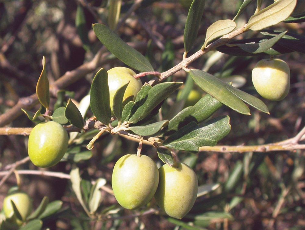 Ulivo Brisighella , Olivo, Olea Europaea var. Brisighella - vaso 15x15 cm