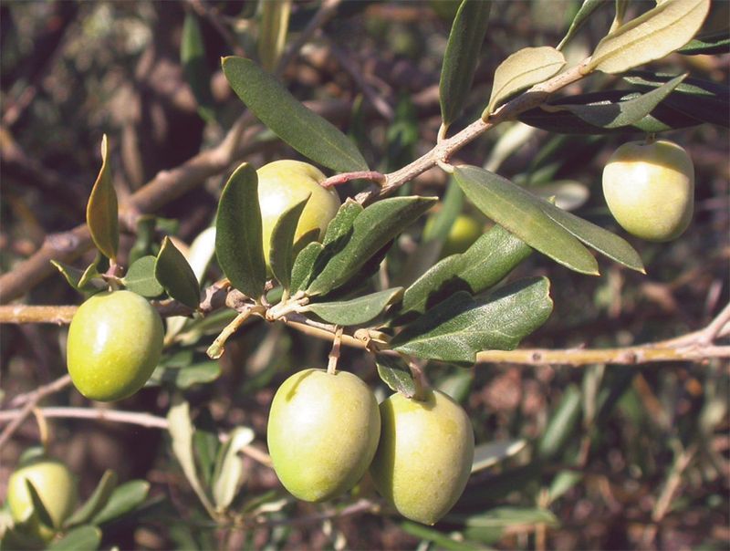 Ulivo Brisighella , Olivo, Olea Europaea var. Brisighella - vaso 15x15 cm