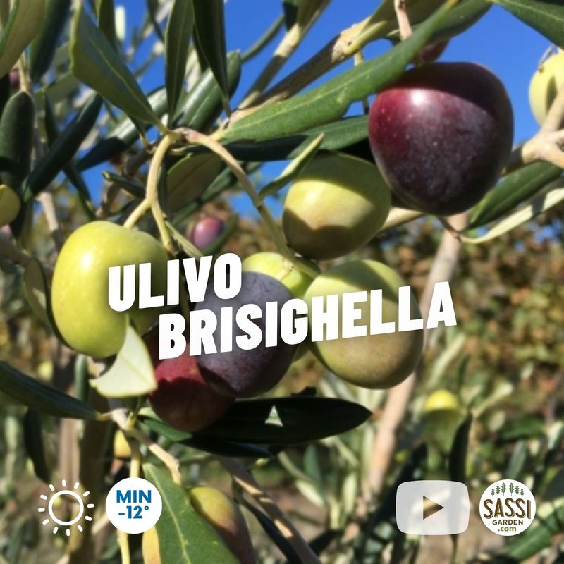 Ulivo Brisighella, Olivo, Olea Europaea var. Brisighella - vaso 15x15 cm