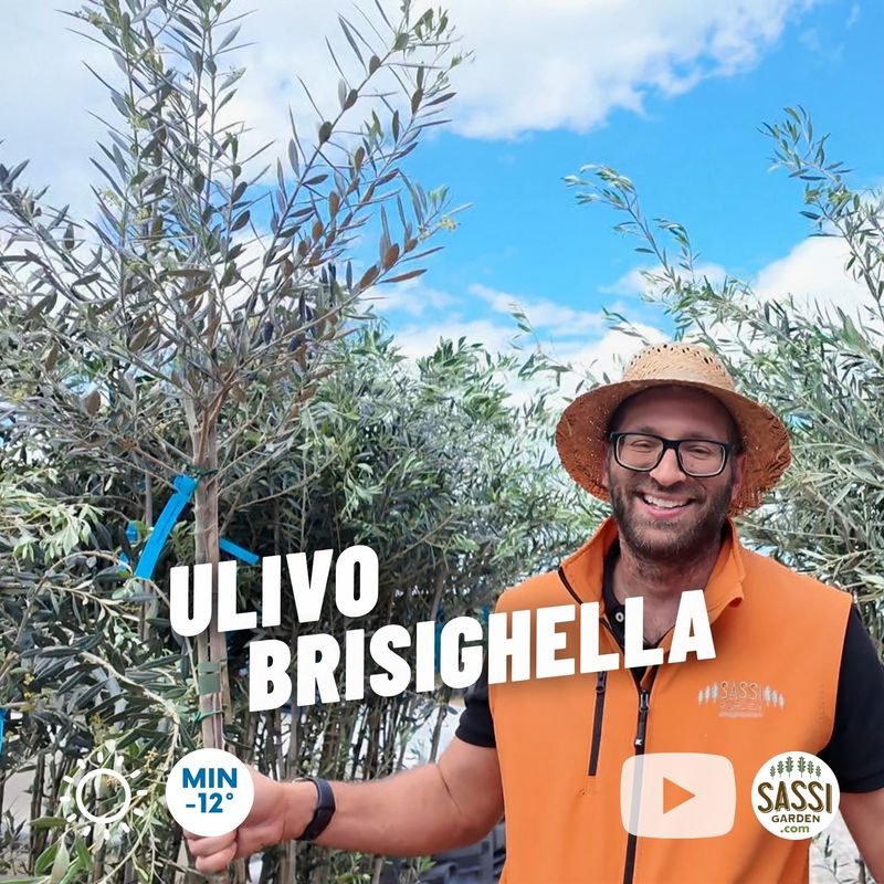 Ulivo Brisighella, Olivo, Olea Europaea var. Brisighella - vaso 15x15 cm