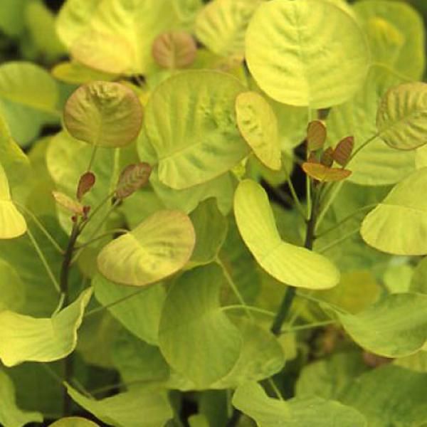 Cotinus coggygria Golden Spirit, scotano - vaso Ø18 cm