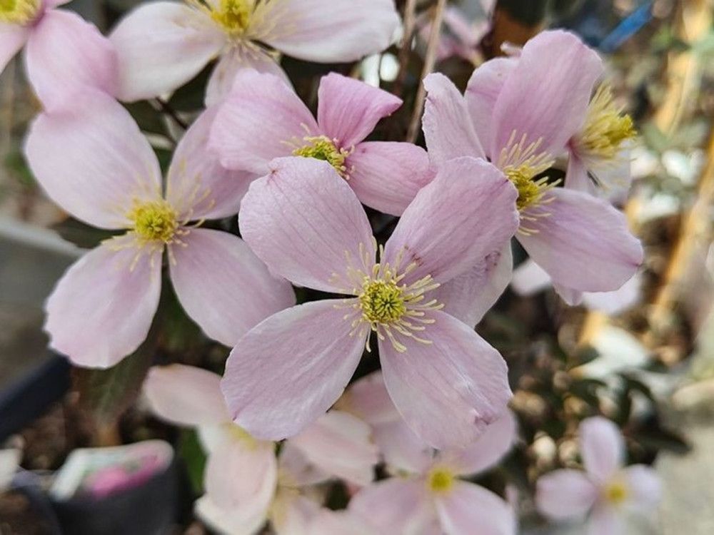 Clematis montana ‘Mayleen’, Clematide - vaso Ø12 cm
