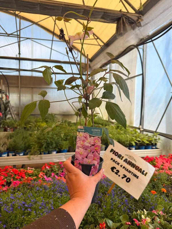 Clematis montana ‘Mayleen’, Clematide - vaso Ø12 cm