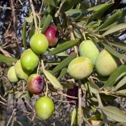 Ulivo Ghiacciola , Olivo, Olea Europaea var. Ghiacciola - vaso 15x15 cm