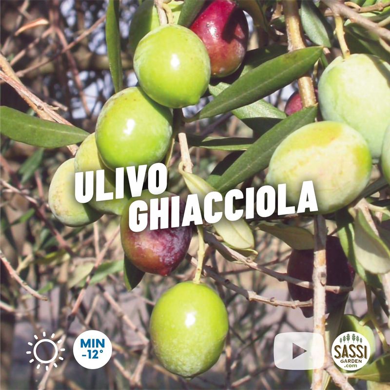 Ulivo Ghiacciola, Olivo, Olea Europaea var. Ghiacciola - vaso 15x15 cm