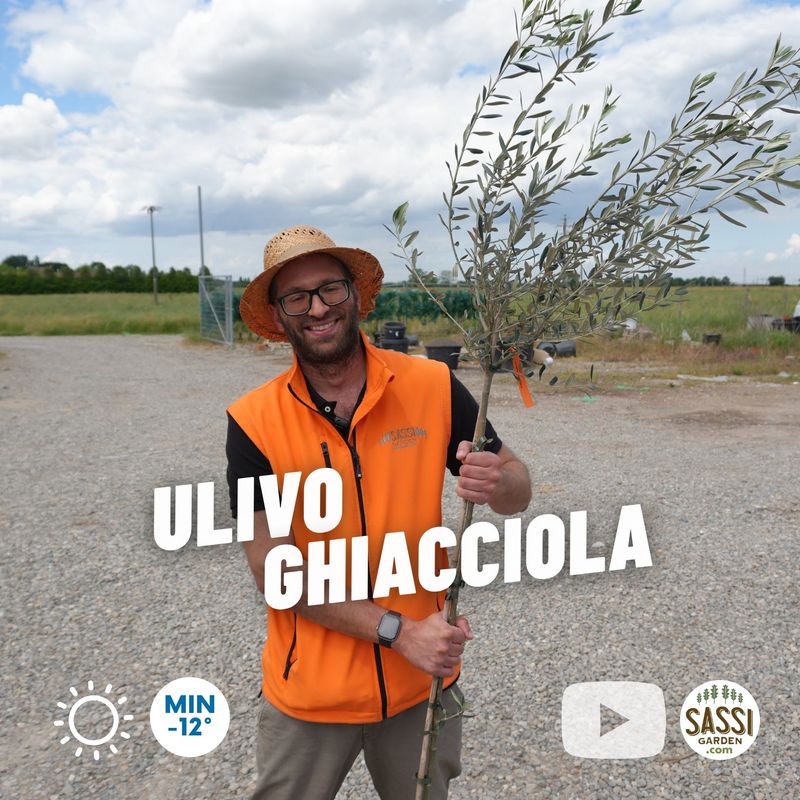 Ulivo Ghiacciola, Olivo, Olea Europaea var. Ghiacciola - vaso 15x15 cm