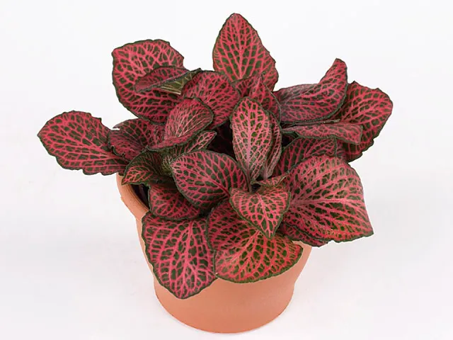 Fittonia Mosaic 'Pink diamond' - vaso Ø8 cm
