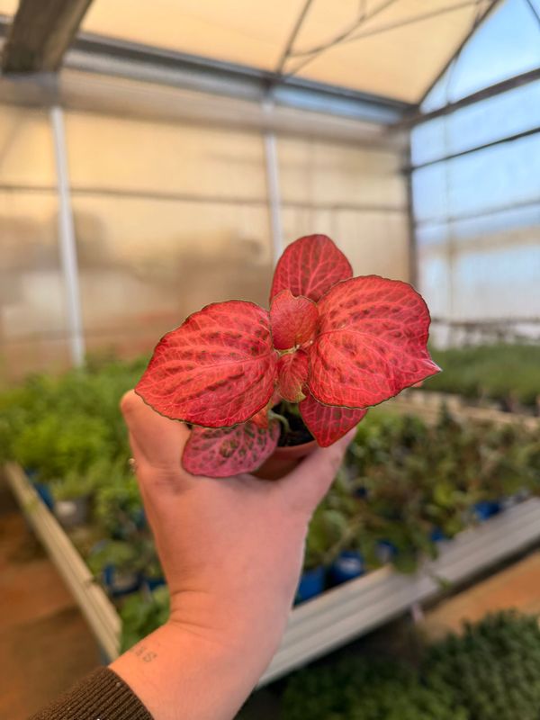 Fittonia Mosaic 'Pink diamond' - vaso Ø8 cm