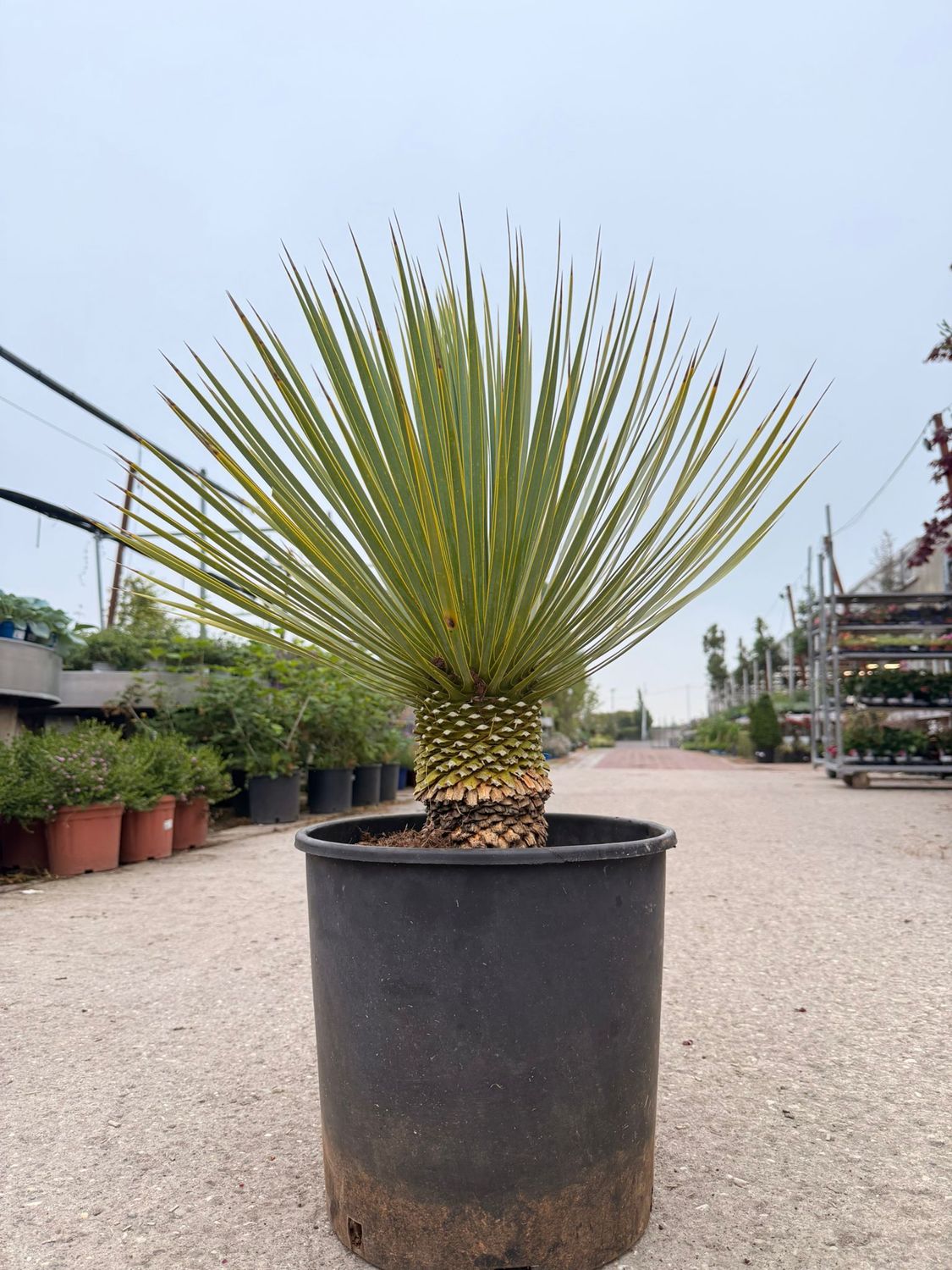 Yucca Rostrata - vaso Ø30 cm