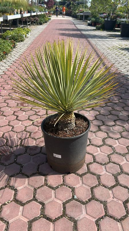 Yucca Rostrata - vaso Ø30 cm