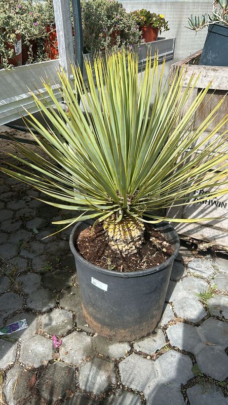 Yucca Rostrata