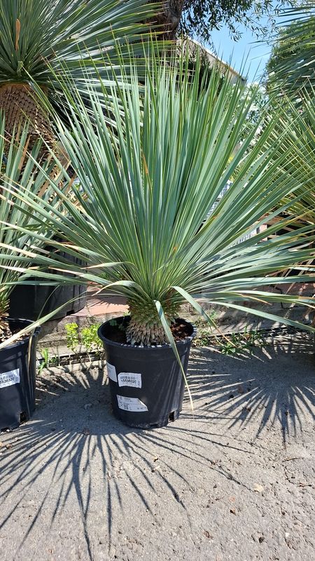 YUCCA ROSTRATA - FOTO LUGLIO 2026