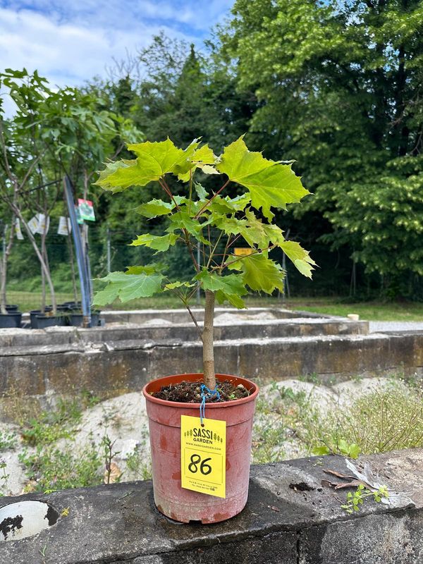 Acer opulifolium, Opalo, Pezzo Unico n. 86 - h 30 cm PREBONSAI, BONSAI Acer opulifolium, Opalo, Pezzo Unico n. 86 - h 30 cm PREBONSAI, BONSAI