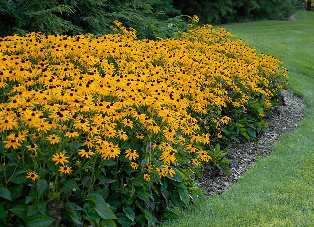 Rudbeckia Fulgida Goldsturm - vaso Ø12 cm Rudbeckia Fulgida Goldsturm - vaso Ø12 cm