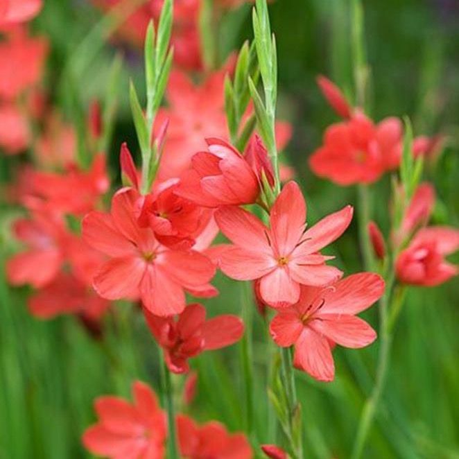 Schizostylis coccinea major, Hesperantha coccinea - vaso Ø9 cm