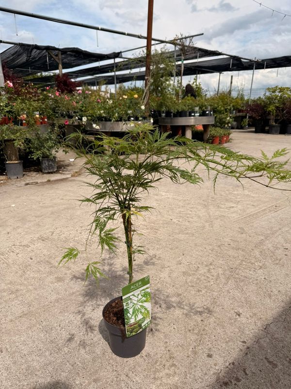 Acer palmatum 'Dissectum Viridis', Acero Giapponese Nano Palmato Verde - vaso Ø19 cm