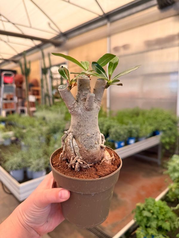 Adenium Obesum 'Arabicum', Adenium Rosa del Deserto arabica - vaso Ø11 cm