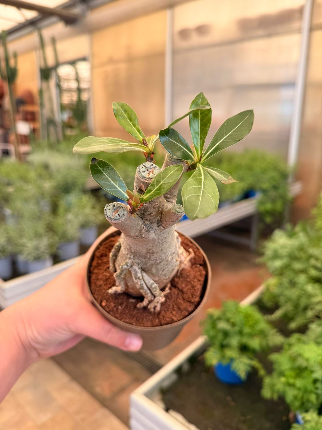 Adenium Obesum 'Arabicum', Adenium Rosa del Deserto arabica - vaso Ø11 cm