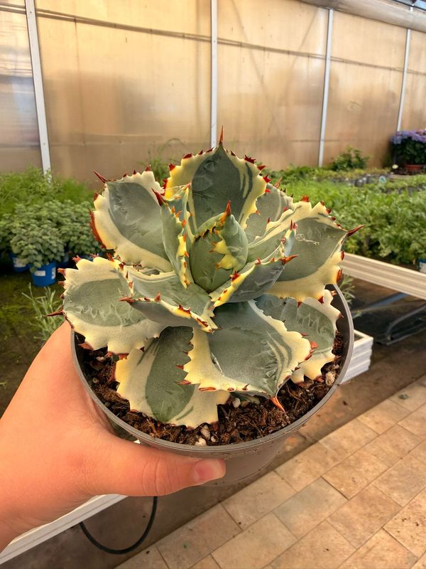 Agave Potatorum variegata, Pianta Succulenta - vaso Ø13 cm Agave Potatorum variegata, Pianta Succulenta - vaso Ø13 cm