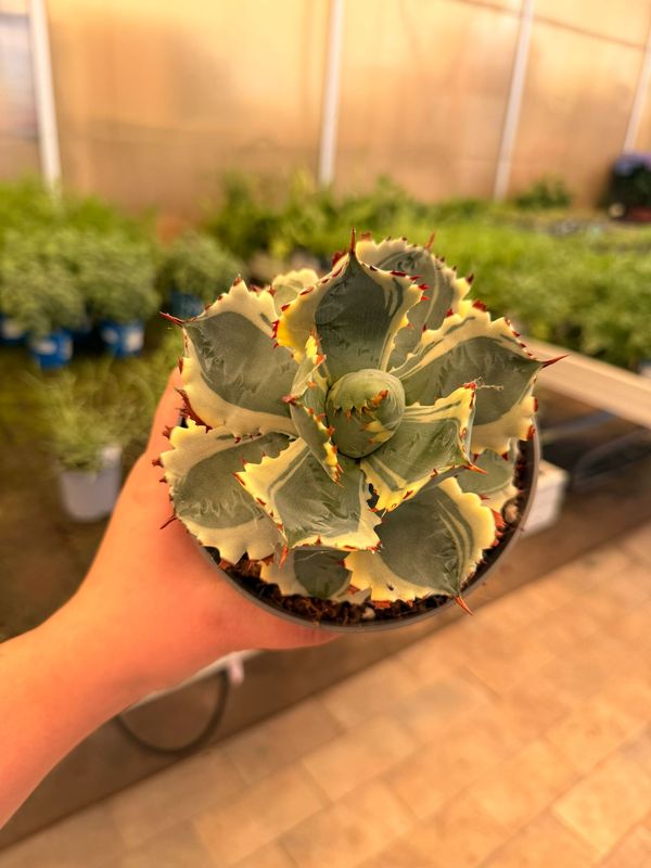 Agave Potatorum variegata, Pianta Succulenta - vaso Ø13 cm