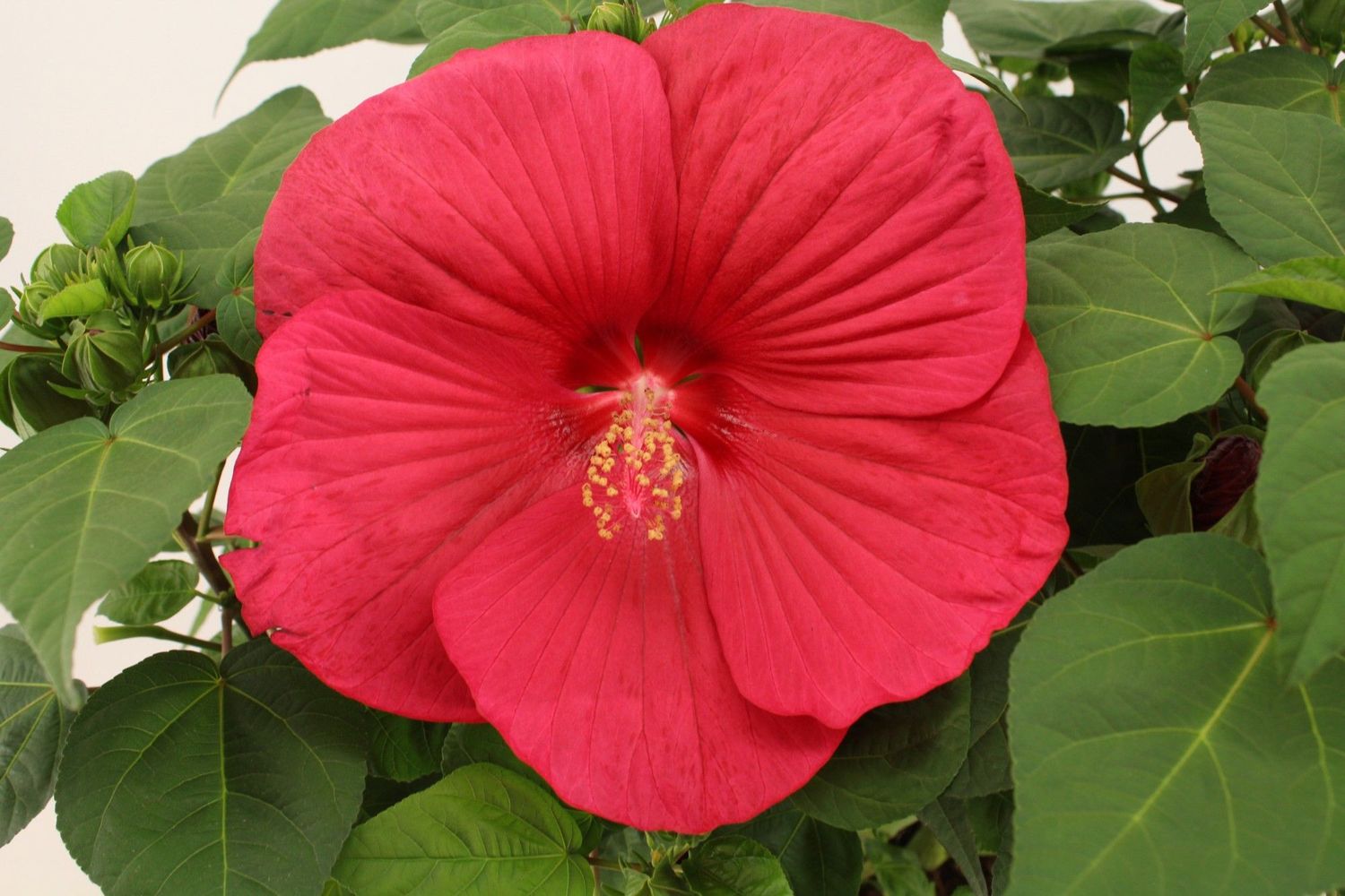 Ibisco Palustre, Hibiscus moscheutos ‘ Extreme Magenta ’- vaso Ø18 cm SCD Ibisco Palustre, Hibiscus moscheutos ‘ Extreme Magenta ’- vaso Ø18 cm SCD