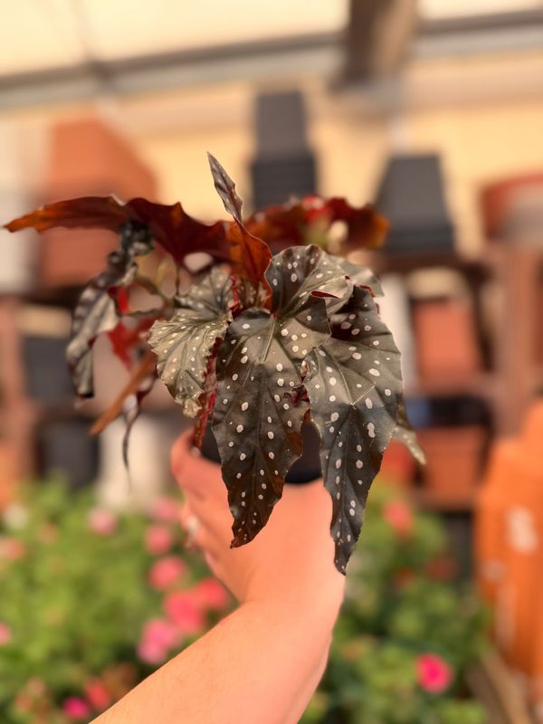 Begonia Maculata 'Black Forest' - vaso Ø14 cm