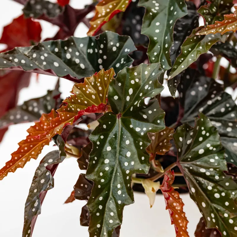 Begonia Maculata 'Black Forest' - vaso Ø14 cm Begonia Maculata 'Black Forest' - vaso Ø14 cm