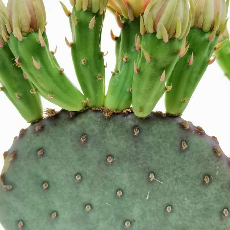 Opuntia Azurea - vaso Ø13 cm
