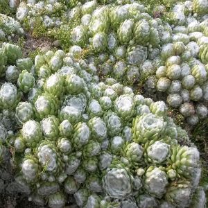 Sempervivum 'Venice White' - vaso Ø9 cm