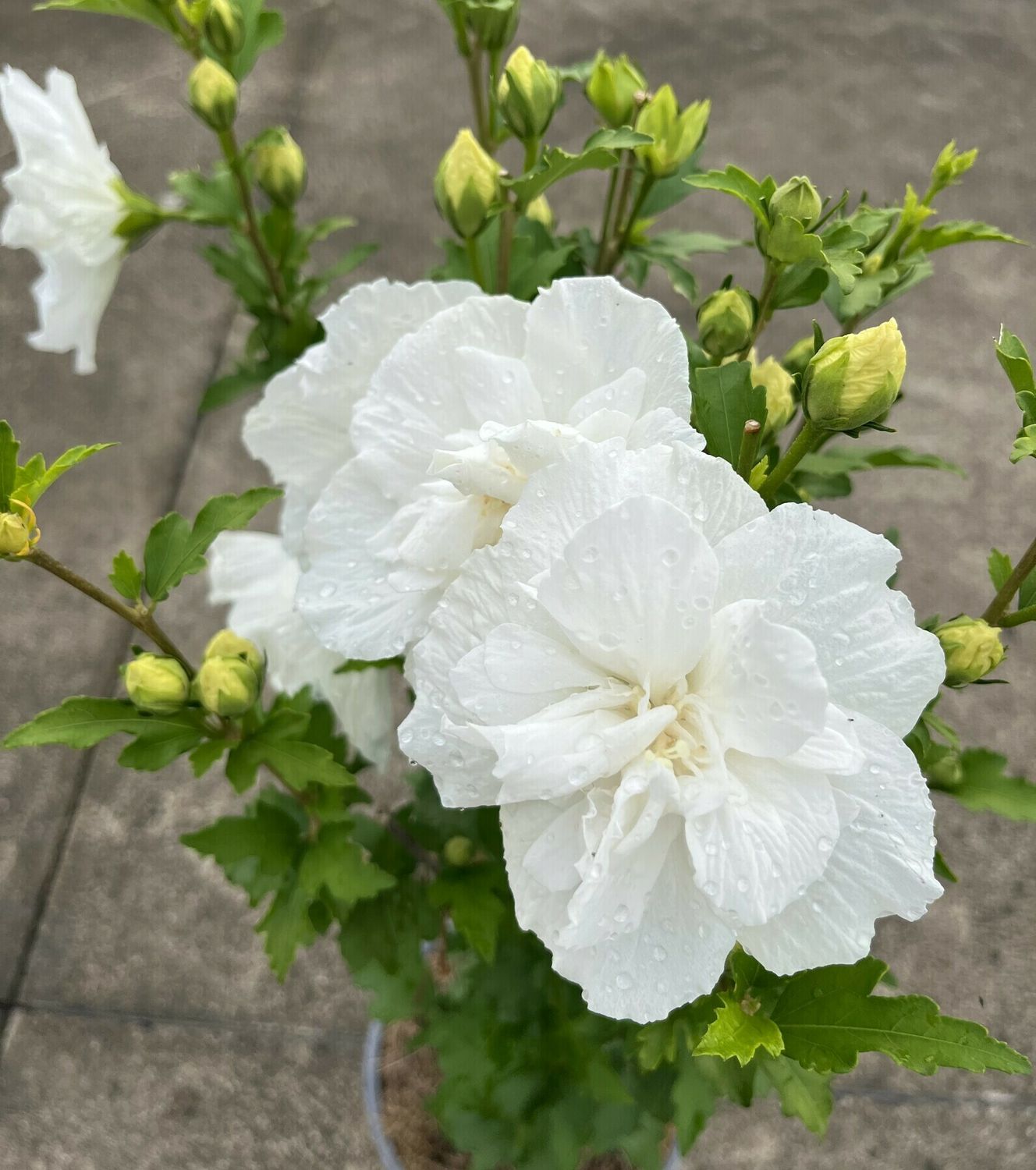 Hibiscus syriacus ‘ White Chiffon ’ - Ibisco bianco doppio - vaso Ø24 cm SCD Hibiscus syriacus ‘ White Chiffon ’ - Ibisco bianco doppio - vaso Ø24 cm SCD