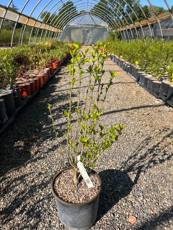 Hibiscus syriacus ‘White Chiffon’, Ibisco bianco doppio - vaso Ø24 cm