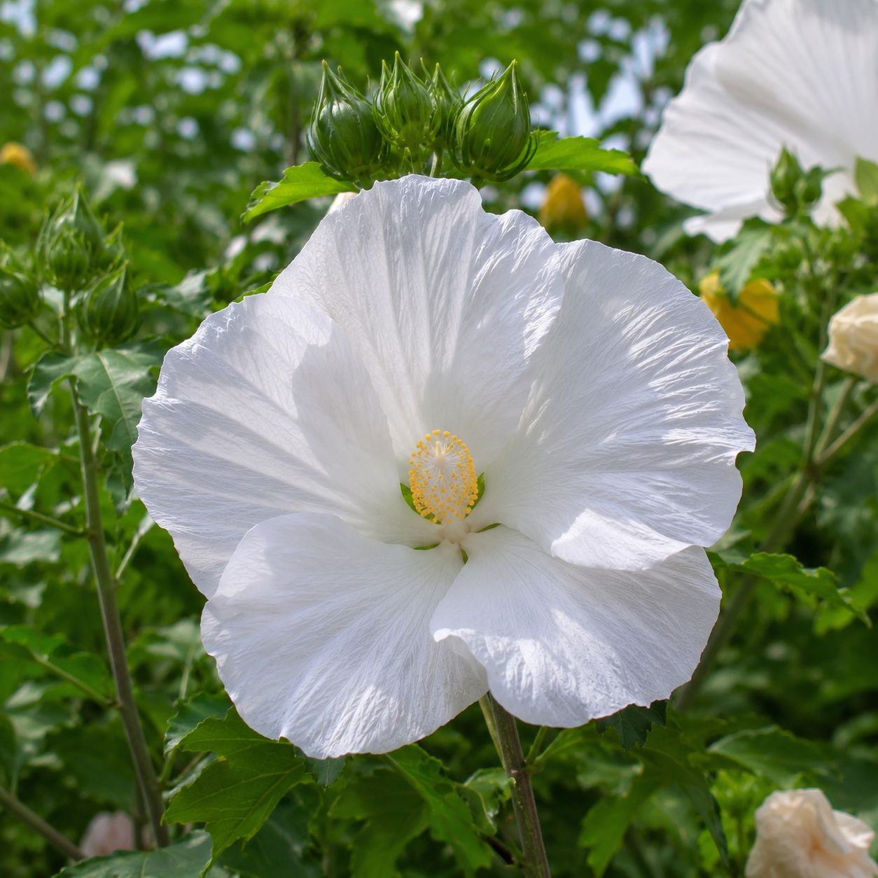 Ibisco Palustre - Hibiscus moscheutos ‘Extreme Pure White’ - vaso Ø18 cm SCD Ibisco Palustre - Hibiscus moscheutos ‘Extreme Pure White’ - vaso Ø18 cm SCD