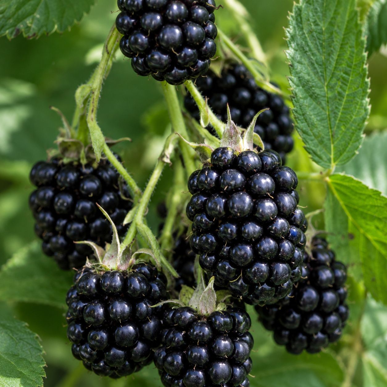 Mora gigante senza spine 'Triple Crown' - Rubus fruticosus 'Triple Crown' - VP18 SCD Mora gigante senza spine 'Triple Crown' - Rubus fruticosus 'Triple Crown' - VP18 SCD