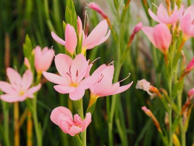 Schizostylis coccinea Mrs Hegarty, Hesperantha coccinea - vaso Ø9 cm Schizostylis coccinea Mrs Hegarty, Hesperantha coccinea - vaso Ø9 cm