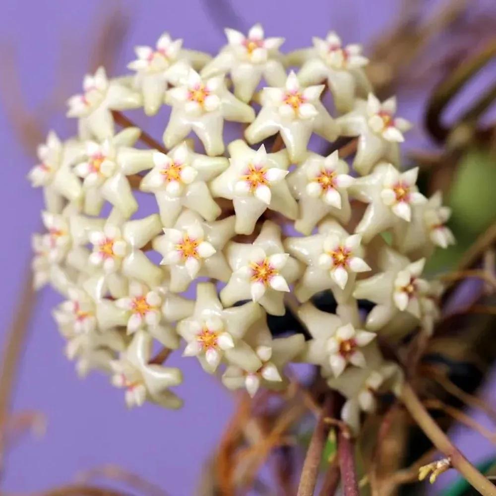 Hoya sp. 'Loei', Fiore di Cera - vaso Ø6 cm Hoya sp. 'Loei', Fiore di Cera - vaso Ø6 cm