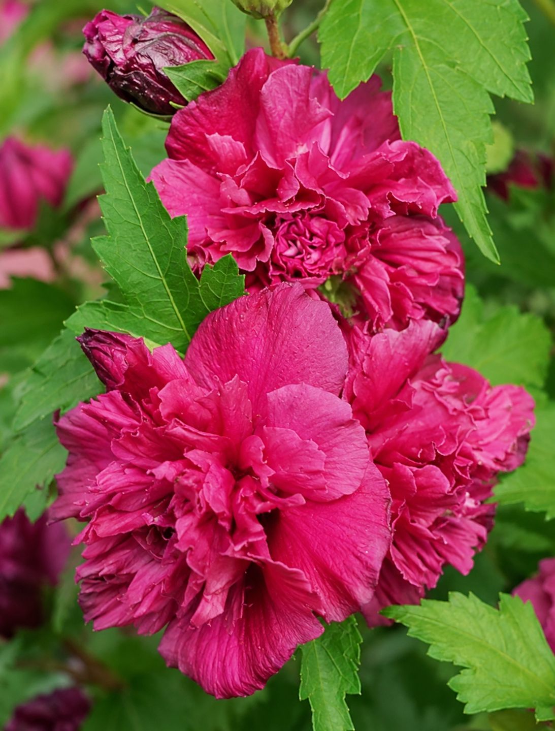 Hibiscus syriacus ‘French Cabaret Red’ - Ibisco rosso doppio - vaso Ø24 cm SCD Hibiscus syriacus ‘French Cabaret Red’ - Ibisco rosso doppio - vaso Ø24 cm SCD