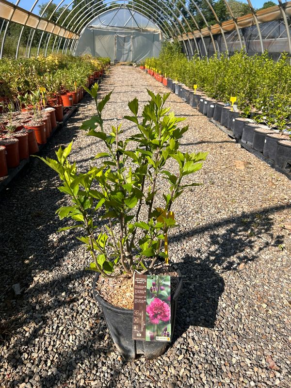 Hibiscus syriacus ‘French Cabaret Red’ - Ibisco rosso doppio - vaso Ø24 cm
