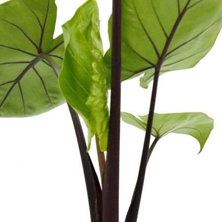 Alocasia Black Cobra - vaso Ø17 cm