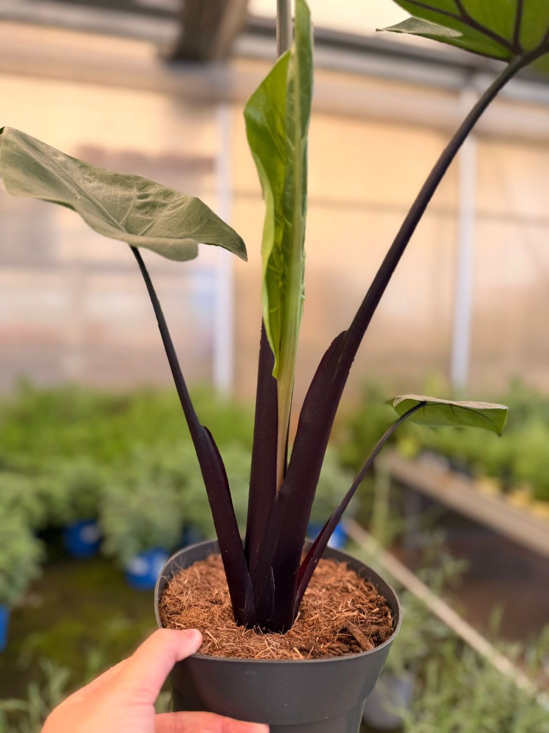 Alocasia Black Cobra - vaso Ø17 cm