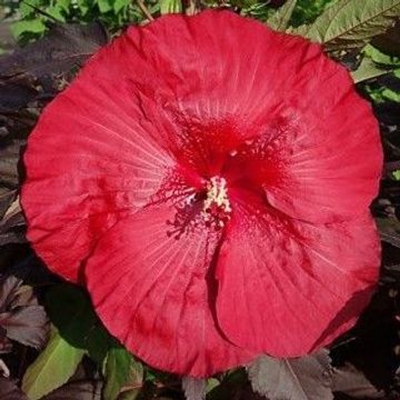 Ibisco Palustre - Hibiscus moscheutos ‘ Carousel Giant Red ’ - vaso Ø18 cm SCD
