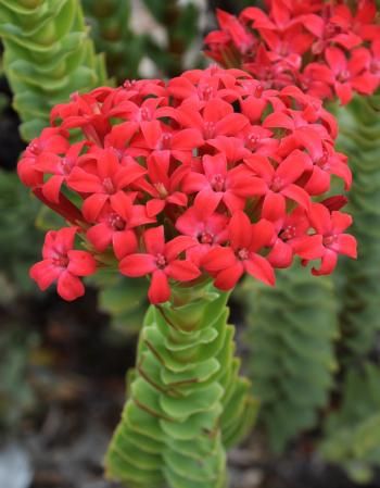 Crassula Coccinea - vaso  Ø12 cm