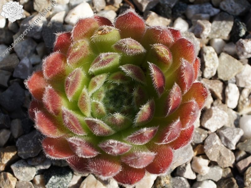 Sempervivum 'Lyon' - vaso Ø9 cm