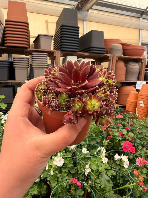 Sempervivum 'Lyon' - vaso Ø9 cm