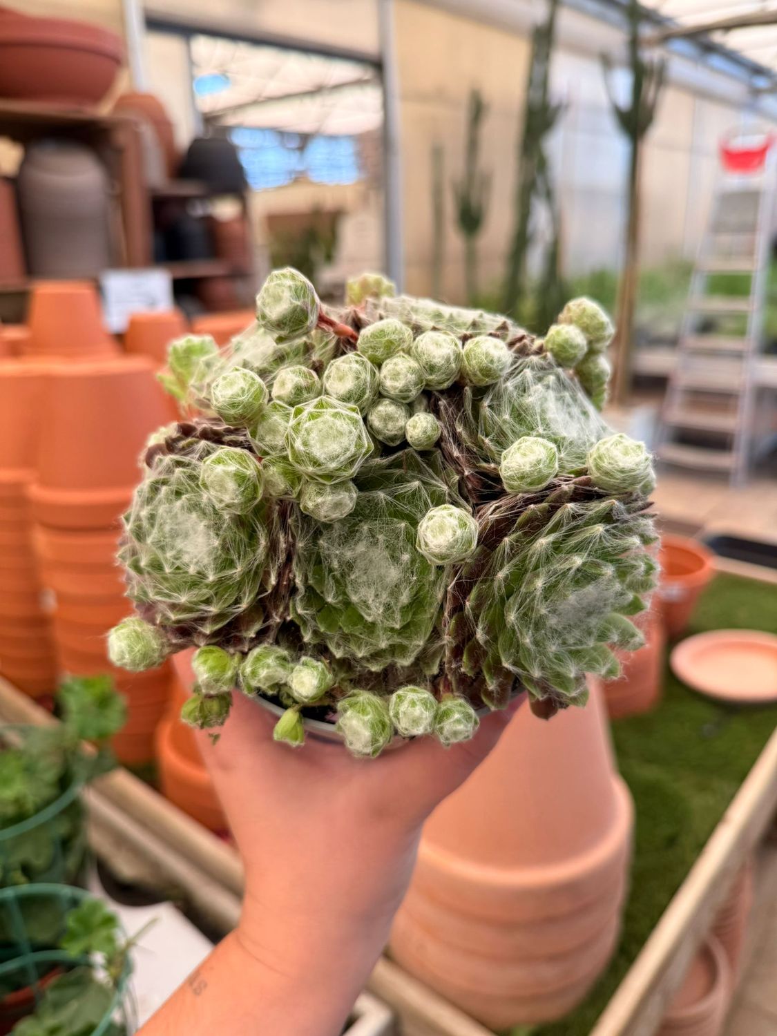 Sempervivum 'Harrii' - vaso Ø12 cm
