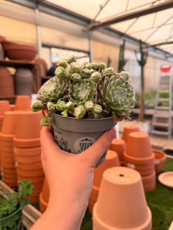 Sempervivum 'Harrii' - vaso Ø12 cm